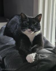 Lost Female Cat last seen Hopkins Rd, Plumsted, NJ 08533