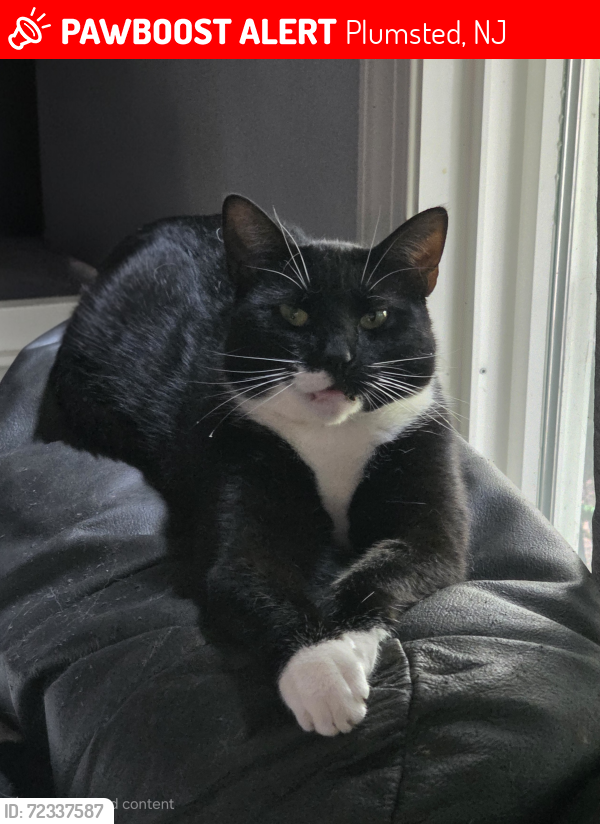 Lost Female Cat last seen Hopkins Rd, Plumsted, NJ 08533