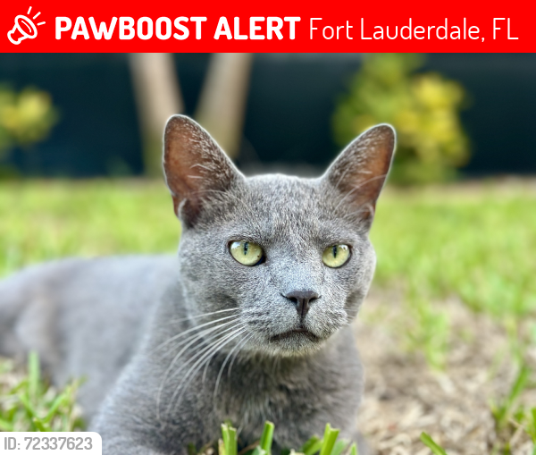 Lost Male Cat last seen Palm Aire neighborhood area, Fort Lauderdale, FL 33309