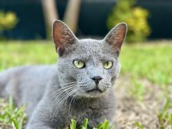 Lost Male Cat last seen Palm Aire neighborhood area, Fort Lauderdale, FL 33309