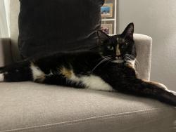 Lost Female Cat last seen Birchwood Bluff Lm, Arcola, TX 77583
