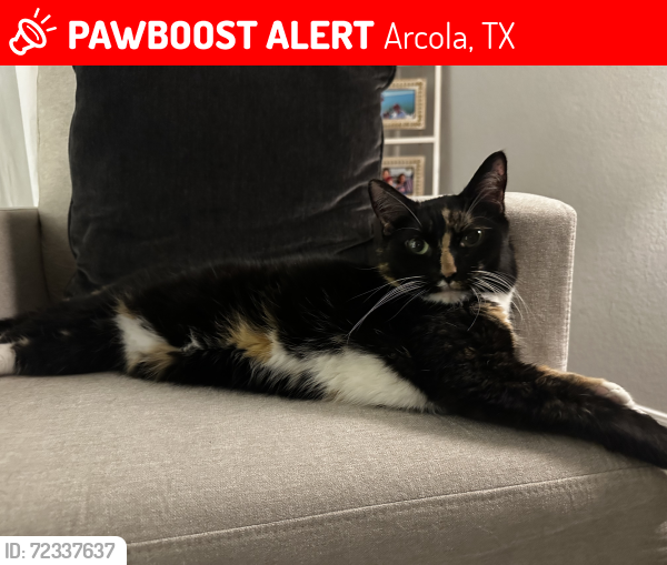 Lost Female Cat last seen Birchwood Bluff Lm, Arcola, TX 77583
