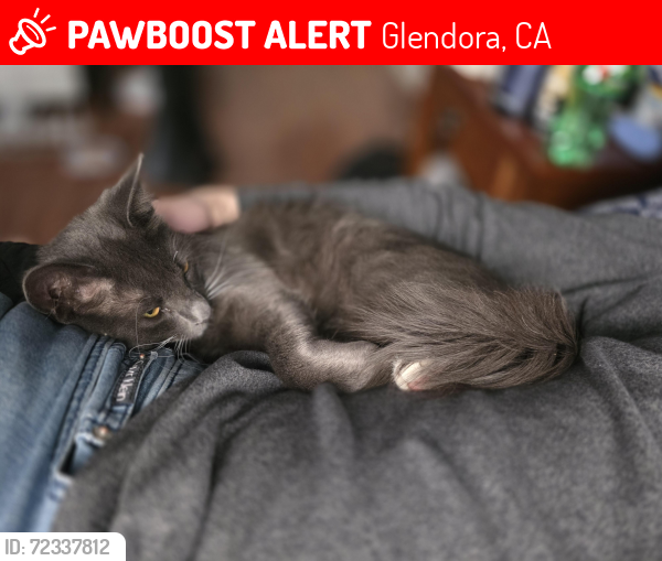 Lost Male Cat last seen baseline and grand ave, Glendora, CA 91740