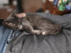 Lost Male Cat last seen baseline and grand ave, Glendora, CA 91740