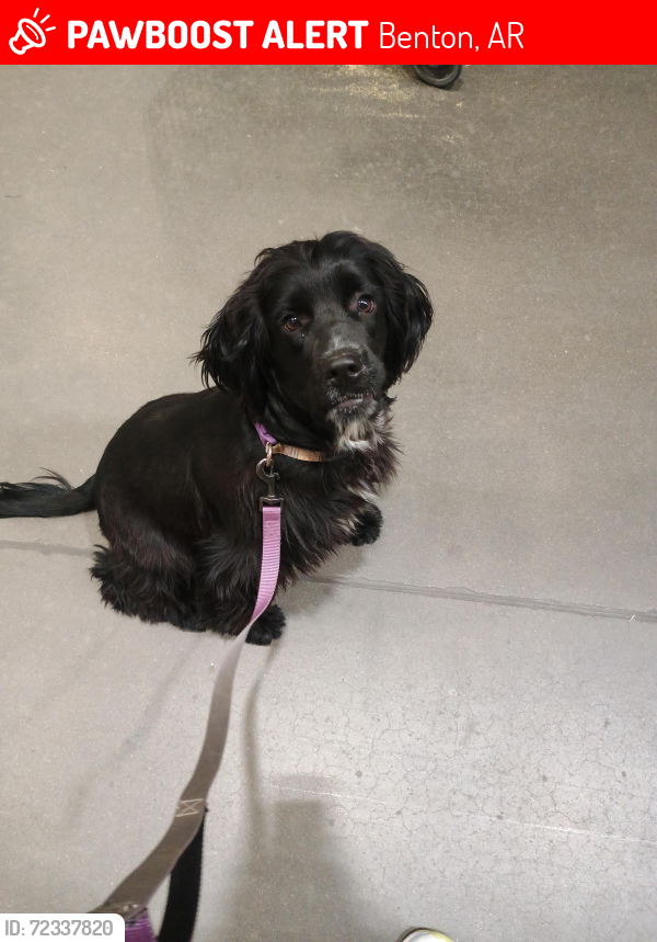 Lost Male Dog last seen River Street, Wright Chapel, Power Station, River Center, Benton, AR 72015