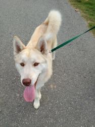 Lost Male Dog last seen River Street, Wright Chapel, Power Station, River Center, Benton, AR 72015