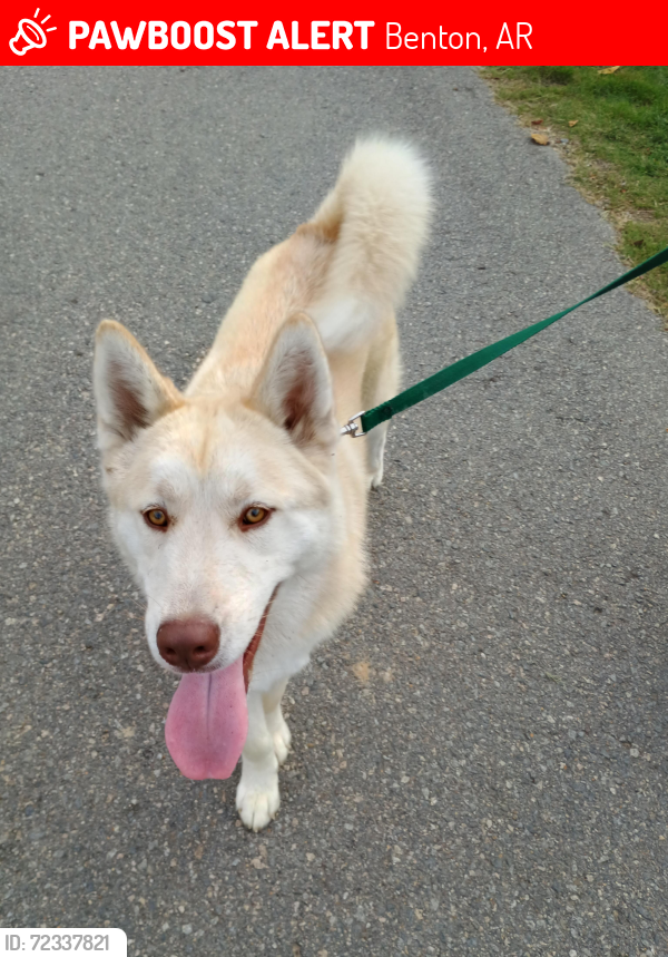 Lost Male Dog last seen River Street, Wright Chapel, Power Station, River Center, Benton, AR 72015