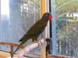 Lost Female Bird last seen Bales Park, Chatswood, NSW 2067