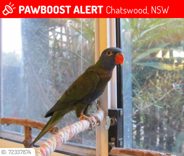 Lost Female Bird last seen Bales Park, Chatswood, NSW 2067