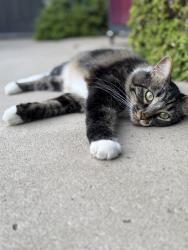 Lost Male Cat last seen Beardsley rd, las posas ests , Camarillo, CA 93010
