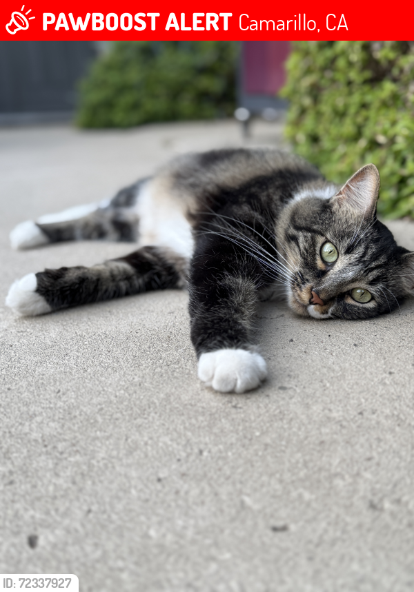 Lost Male Cat last seen Beardsley rd, las posas ests , Camarillo, CA 93010