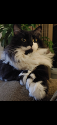 Lost Male Cat last seen Concession 9 and Westney Rd, First 48 Landscape, Pickering, ON L1Y 0A5