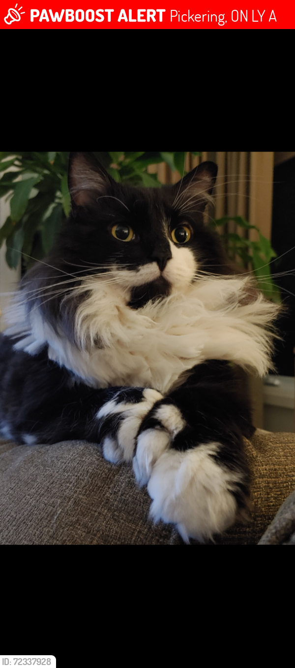 Lost Male Cat last seen Concession 9 and Westney Rd, First 48 Landscape, Pickering, ON L1Y 0A5