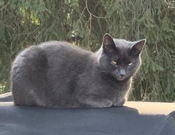 Lost Female Cat last seen Surrey, Dogwood Court, East Brunswick, NJ 08816