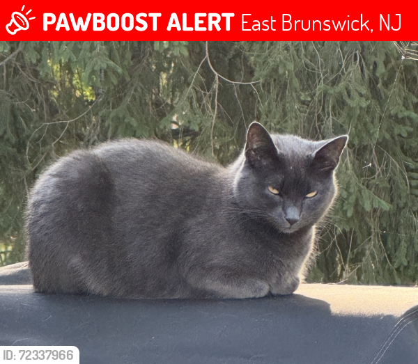 Lost Female Cat last seen Surrey, Dogwood Court, East Brunswick, NJ 08816