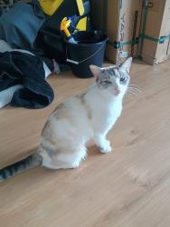 Lost Female Cat last seen Wood Thrush Drive and State Road PArma, Ohio, Cleveland, OH 44134