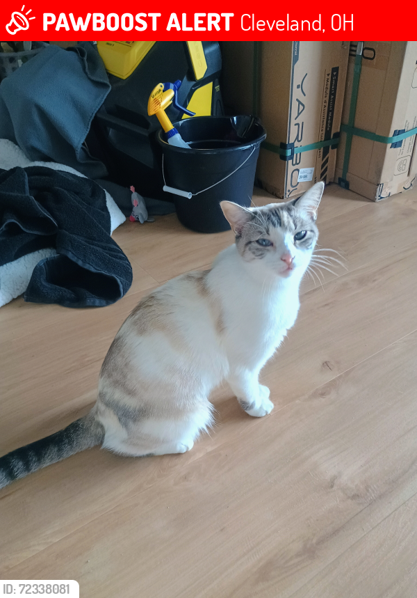 Lost Female Cat last seen Wood Thrush Drive and State Road PArma, Ohio, Cleveland, OH 44134