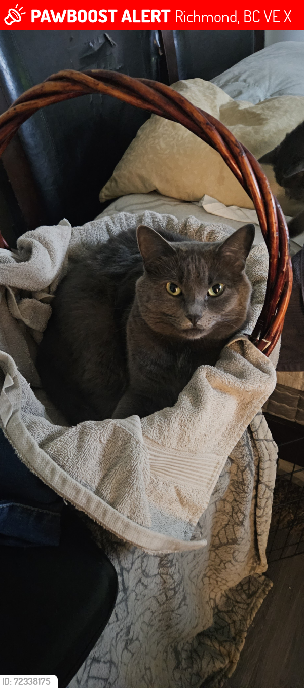 Lost Female Cat last seen 7th and chattam, Richmond, BC V7E 4X2
