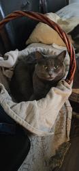 Lost Female Cat last seen 7th and chattam, Richmond, BC V7E 4X2