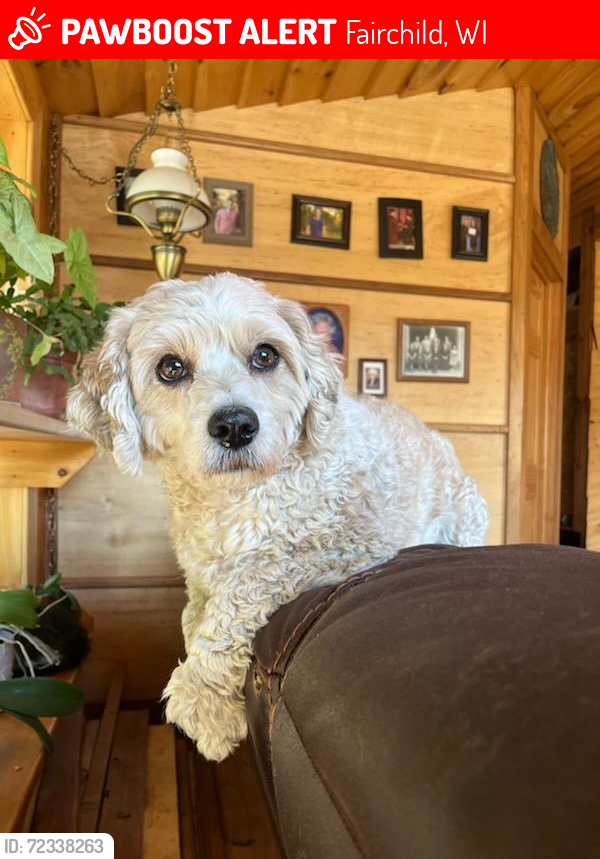 Lost Male Dog last seen County Hwy B and Hixton Levis Road Fairchild, WI, Fairchild, WI 54741