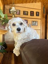 Lost Male Dog last seen County Hwy B and Hixton Levis Road Fairchild, WI, Fairchild, WI 54741