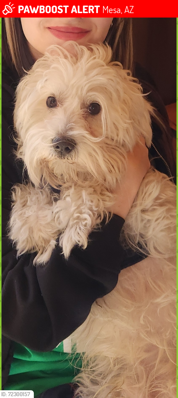 Lost Male Dog last seen Signal butte and Guadalupe , Mesa, AZ 85209
