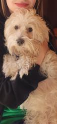 Lost Male Dog last seen Signal butte and Guadalupe , Mesa, AZ 85209