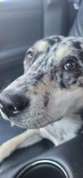 Lost Female Dog last seen Watson and N lamar , Austin, TX 78757