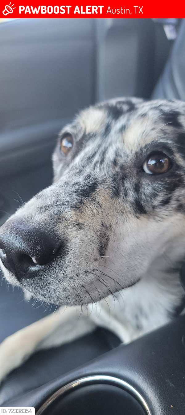 Lost Female Dog last seen Watson and N lamar , Austin, TX 78757
