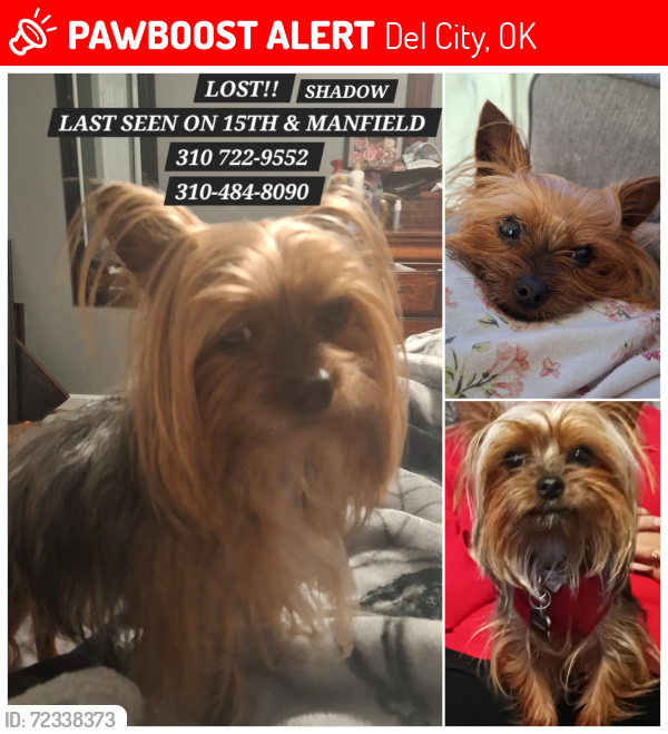 Lost Male Dog last seen 15th & manfield, Del City, OK 73115