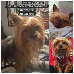 Lost Male Dog last seen 15th & manfield, Del City, OK 73115