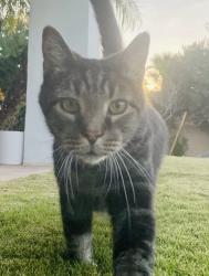 Lost Male Cat last seen 100th St / Shea Blvd, Scottsdale, AZ 85260