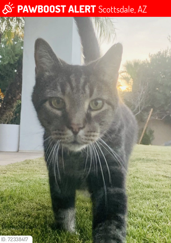 Lost Male Cat last seen 100th St / Shea Blvd, Scottsdale, AZ 85260