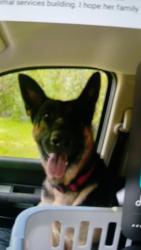 Lost Female Dog last seen Cr 491 and centralia, Hernando County, FL 34614