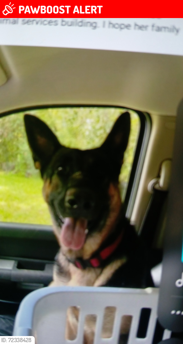 Lost Female Dog last seen Cr 491 and centralia, Hernando County, FL 34614