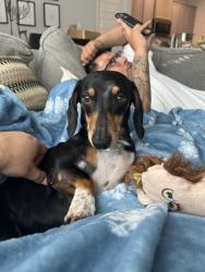 Lost Male Dog last seen Stone creek ests subdivision, golden bay lane , Richmond, TX 77469