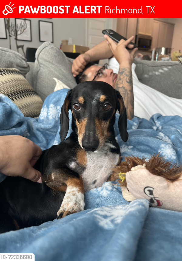 Lost Male Dog last seen Stone creek ests subdivision, golden bay lane , Richmond, TX 77469