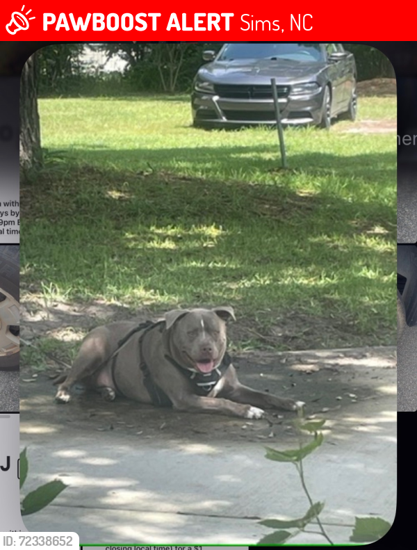 Lost Male Dog last seen US 264, Sims, NC 27880