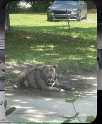 Lost Male Dog last seen US 264, Sims, NC 27880