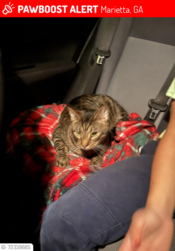 Lost Male Cat last seen Groover/Allgood, Marietta, GA 30062