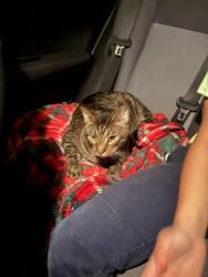 Lost Male Cat last seen Groover/Allgood, Marietta, GA 30062