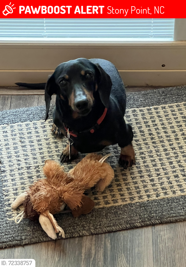 Lost Male Dog last seen Paul Payne Store Road, Stony Point, NC 28678
