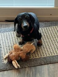 Lost Male Dog last seen Paul Payne Store Road, Stony Point, NC 28678