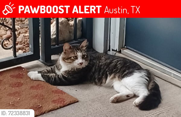 Lost Male Cat last seen Lincolnshire Drive, Austin, TX 78758