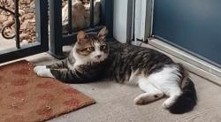 Lost Male Cat last seen Lincolnshire Drive, Austin, TX 78758