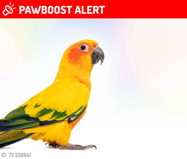 Lost Unknown Bird last seen Blackhorse Lane, Greater London, England E17 6AE