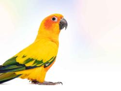Lost Unknown Bird last seen Blackhorse Lane, Greater London, England E17 6AE
