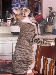 Lost Female Cat last seen Radio Rd, South Wind, Naples, FL 34104
