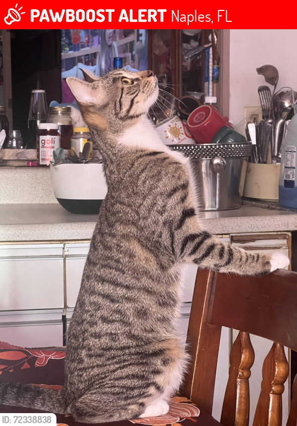 Lost Female Cat last seen Radio Rd, South Wind, Naples, FL 34104