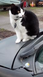 Lost Female Cat last seen N. DELEWARE BETWEEN N. AINSWORTH & N. HOLMAN, Portland, OR 97217